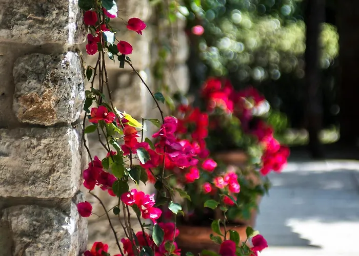 فندق&منتجع أوغسطس 5*